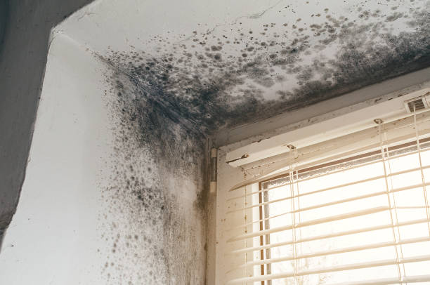 Affordable Bathroom Mold Removal solutions in Livingston, NJ